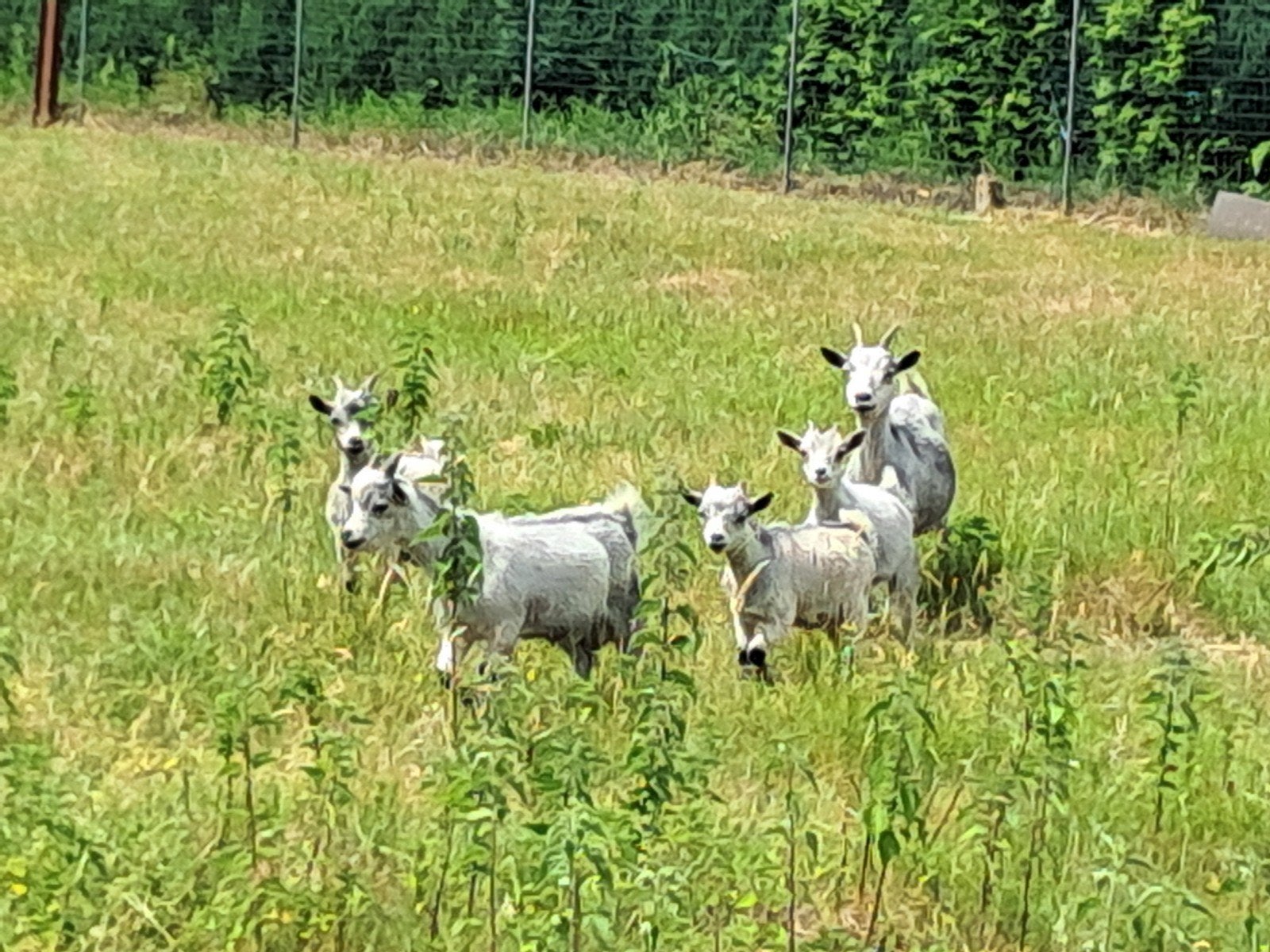 Dwerggeiten bokjes, Dieren en Toebehoren