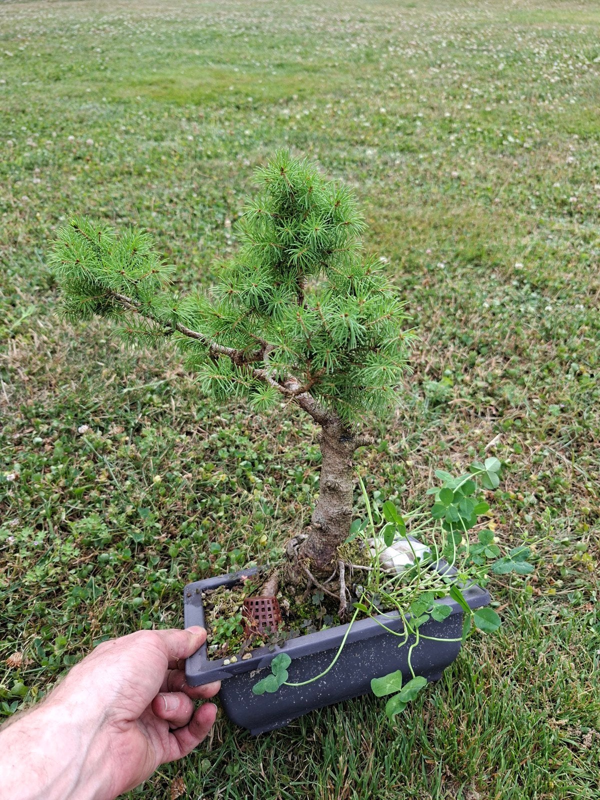 bonsai boom den, Ophalen