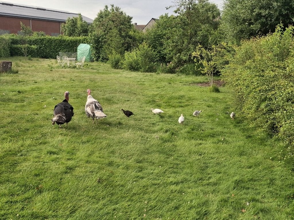 Ronquiere kalkoen (hanen en kuikens), Dieren en Toebehoren, Pluimvee, Kalkoen