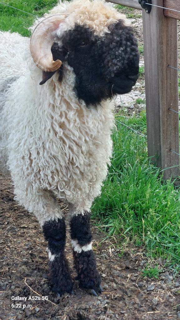 Walliser schwarznase ram, Dieren en Toebehoren, Mannelijk, Schaap, 0 tot 2 jaar
