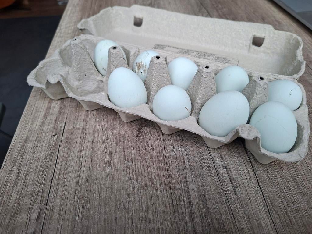 Oeufs bleus à vendre, Enlèvement
