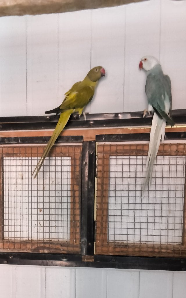 colliers, Animaux & Accessoires, Plusieurs animaux, Bagué