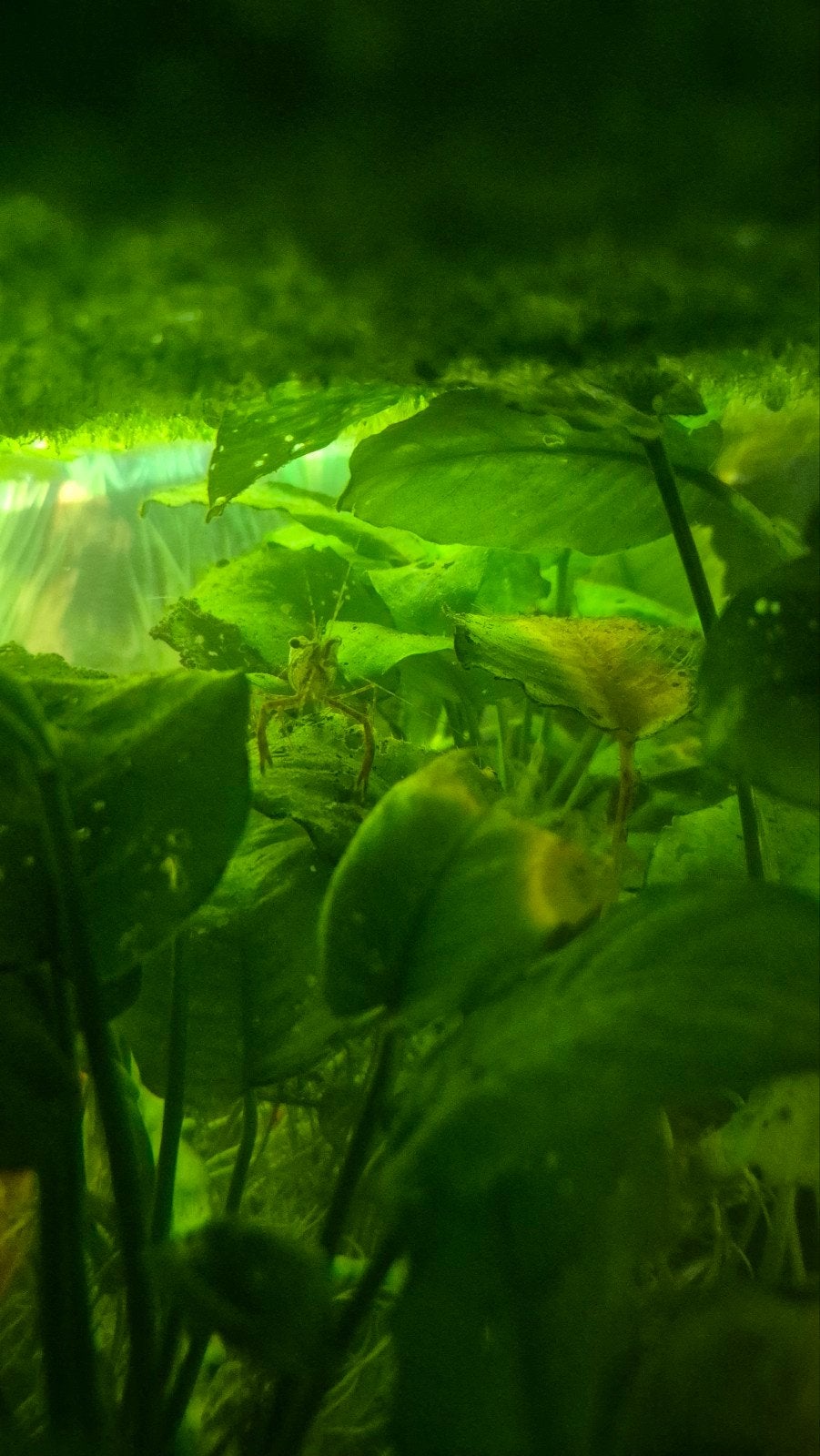 Visjes en aquariums te kop, Dieren en Toebehoren, Ophalen, Tetra