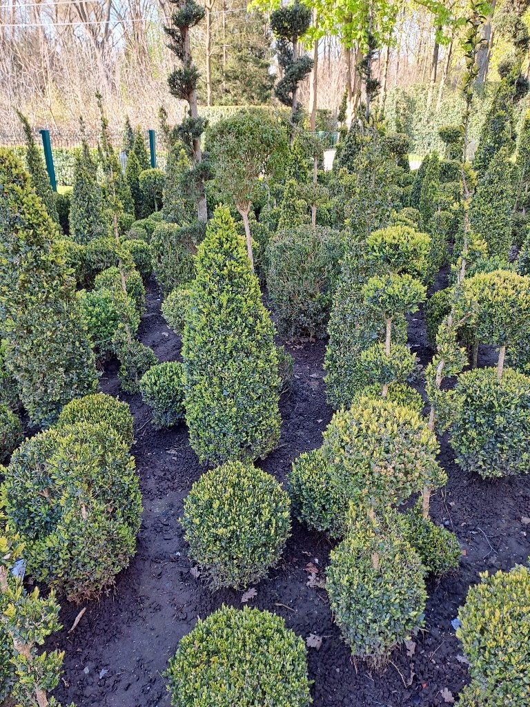 allerlei mooie buxus vormen, vanaf 3€, Ophalen, Buxus, Struik, Minder dan 100 cm