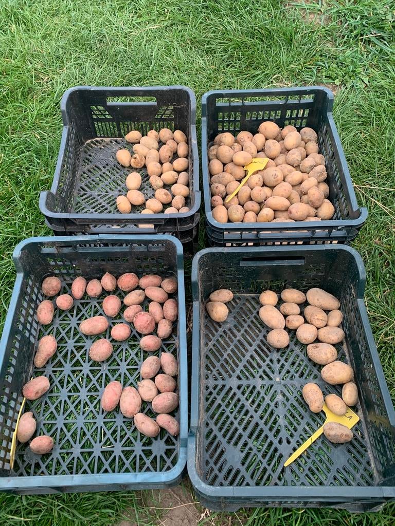 Biologisch pootgoed 4 aardappelrassen, Ophalen, Voorjaar, Zaad