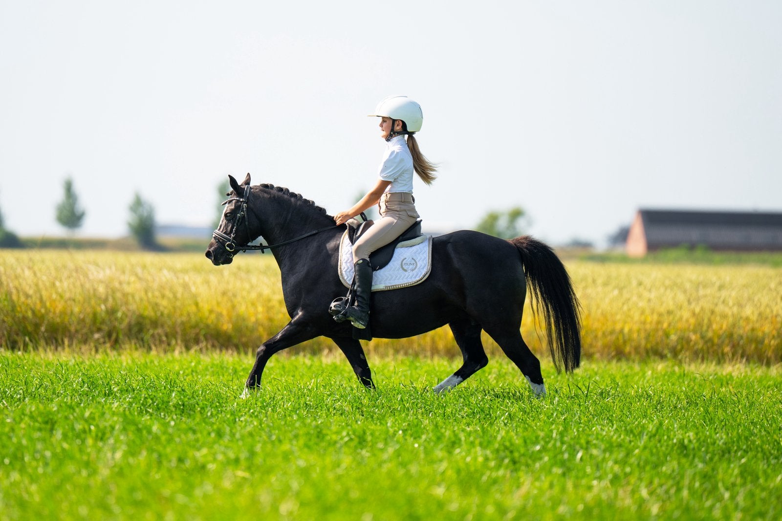 Mega knappe Welsh merrie, Dieren en Toebehoren, Merrie, Met stamboom, Zadelmak, B pony (1.17m tot 1.27m)
