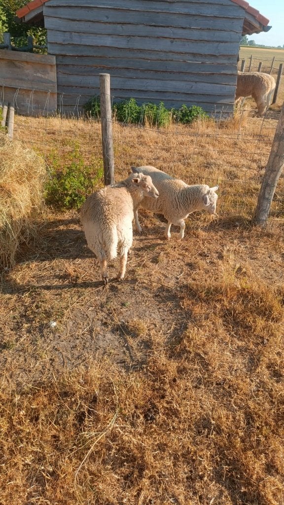 8 lammeren - vanaf begin april + ev. Kerry Hill ooi (4 jaar), Plusieurs animaux, Mouton, 0 à 2 ans