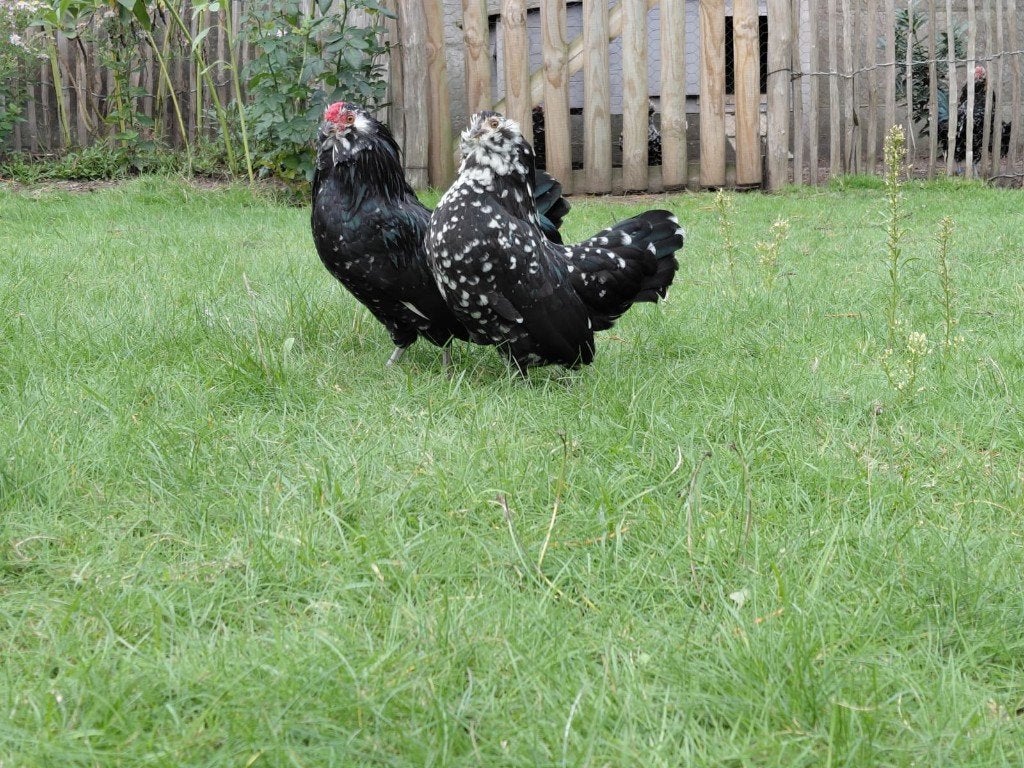 Trio Antwerpse baardkriel zwartwitgepareld, Plusieurs animaux, Poule ou poulet