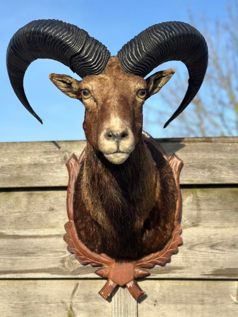 Taxidermie grote moeflon, Ophalen