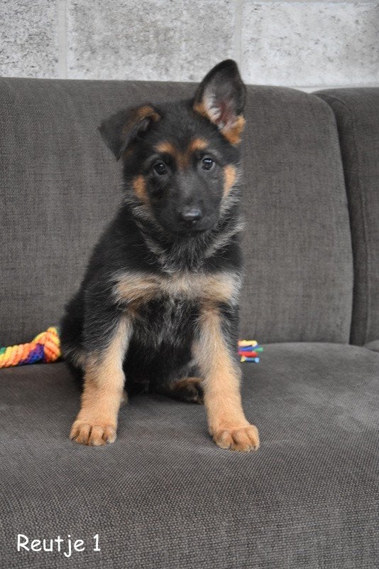 Prachtige Duitse Herder pups, Parvo, België, 8 tot 15 weken, Meerdere