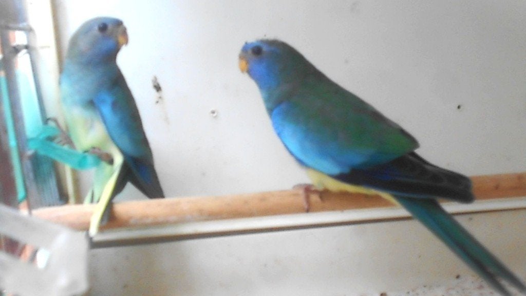 splendides 2026 annelés, Animaux & Accessoires, Oiseaux | Perruches & Perroquets, Plusieurs animaux, Perruche, Bagué