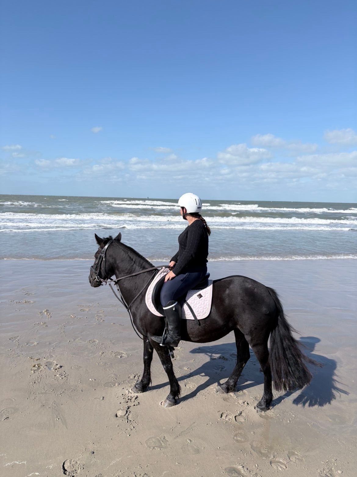 pony te koop, Dieren en Toebehoren