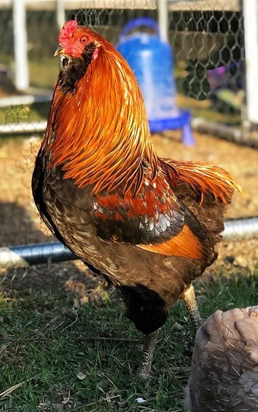 Araucana hanen (Auraucana bolstaart haan), Mâle, Poule ou poulet