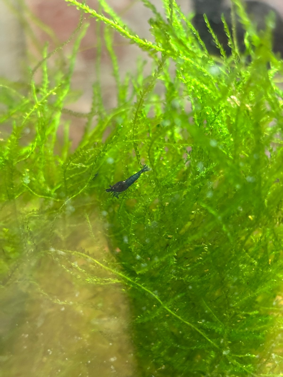 Blauwe garnaaltjes, Kreeft, Krab of Garnaal, Zoetwatervis, Schoolvis