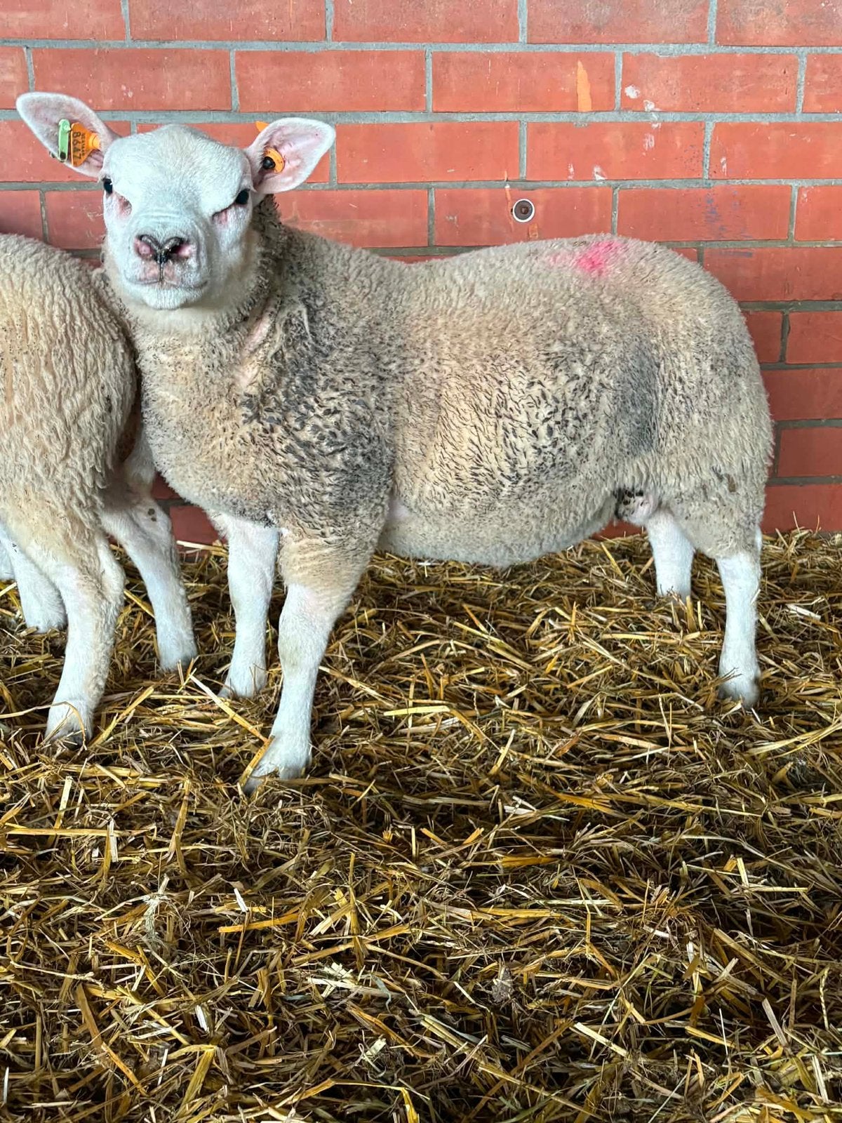 Ramlammeren ‼️NIET VOOR SLACHT‼️, Dieren en Toebehoren, Mannelijk, Schaap