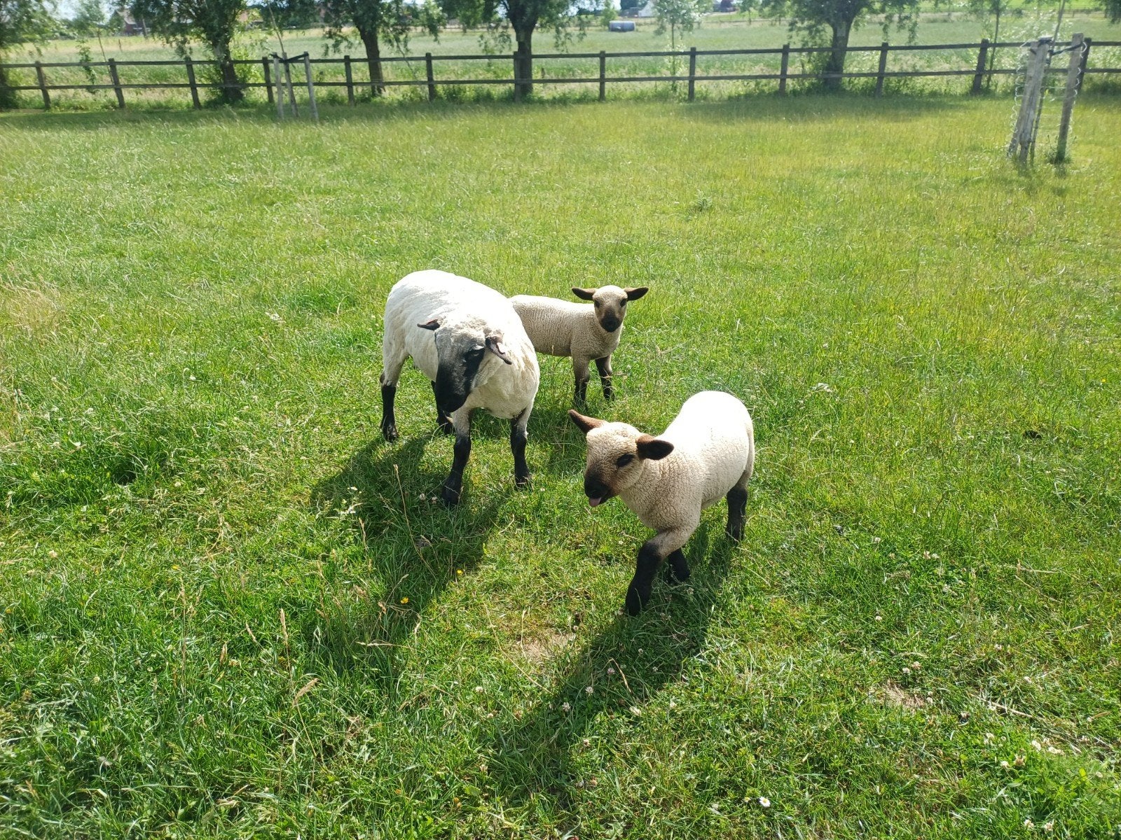 Hampsire down ram lammeren, Dieren en Toebehoren