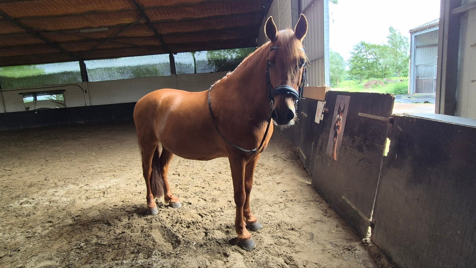 Duque cherche sa maison dorée, Animaux & Accessoires, Chevaux, Hongre, Débourré, Moins de 160 cm, 7 à 10 ans, Cheval de récréation