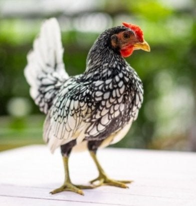 Jonge Sebright kippen, Dieren en Toebehoren, Pluimvee