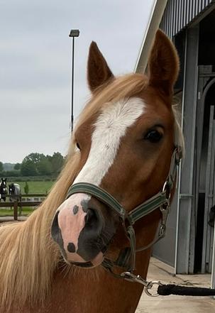 Lieve welsh ruin, Animaux & Accessoires, Poneys, Hongre