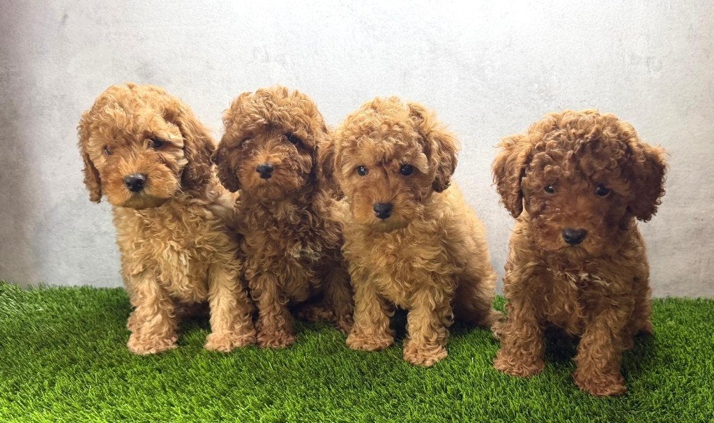 Dwerg Poedel / Toy Poedel Pups, Dieren en Toebehoren, Poedel, Parvo, België, Fokker | Hobbymatig