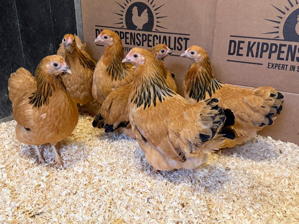 Wyandotte kriel kippen buff columbia gesekst & ingeënt, Femelle, Poule ou poulet