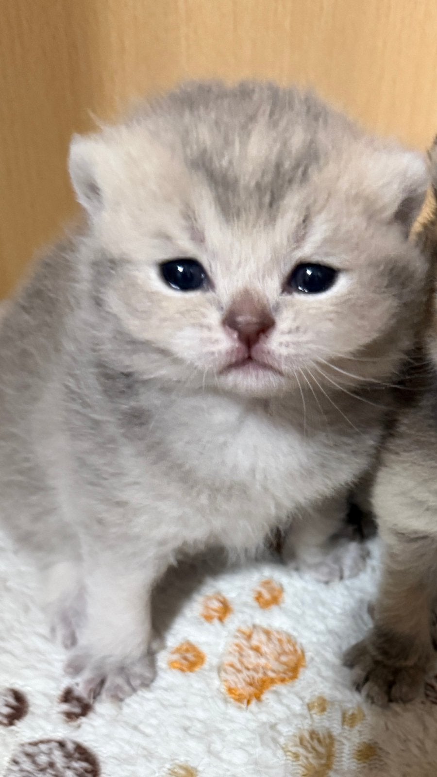 Prachtige Brits korthaar kittens, Meerdere dieren, Gechipt, 0 tot 2 jaar