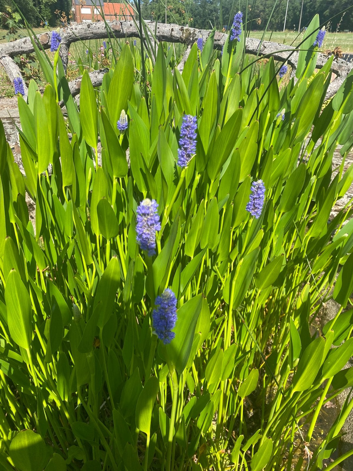 Vijverplanten snoekkruid, Ophalen, Zo goed als nieuw