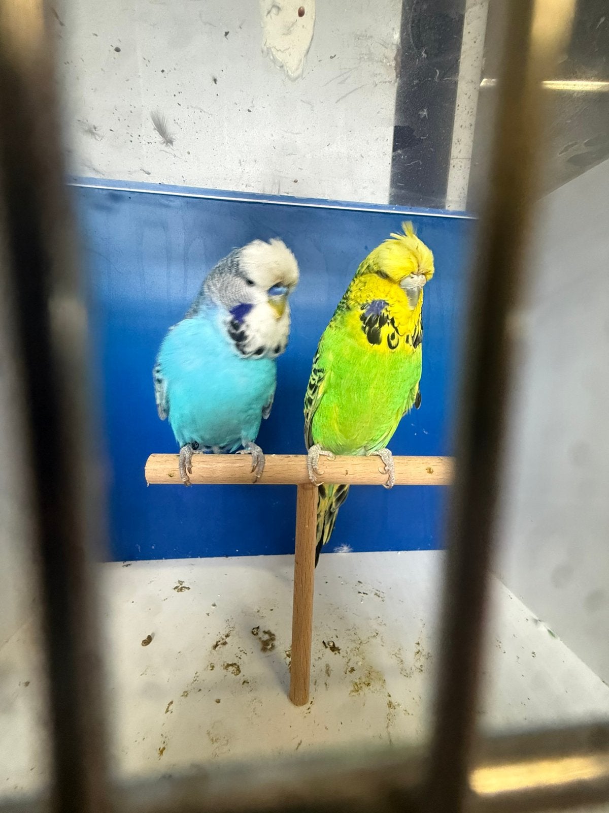 Koppel engelse kuifgrasparkieten, Plusieurs animaux, Perruche, Bagué