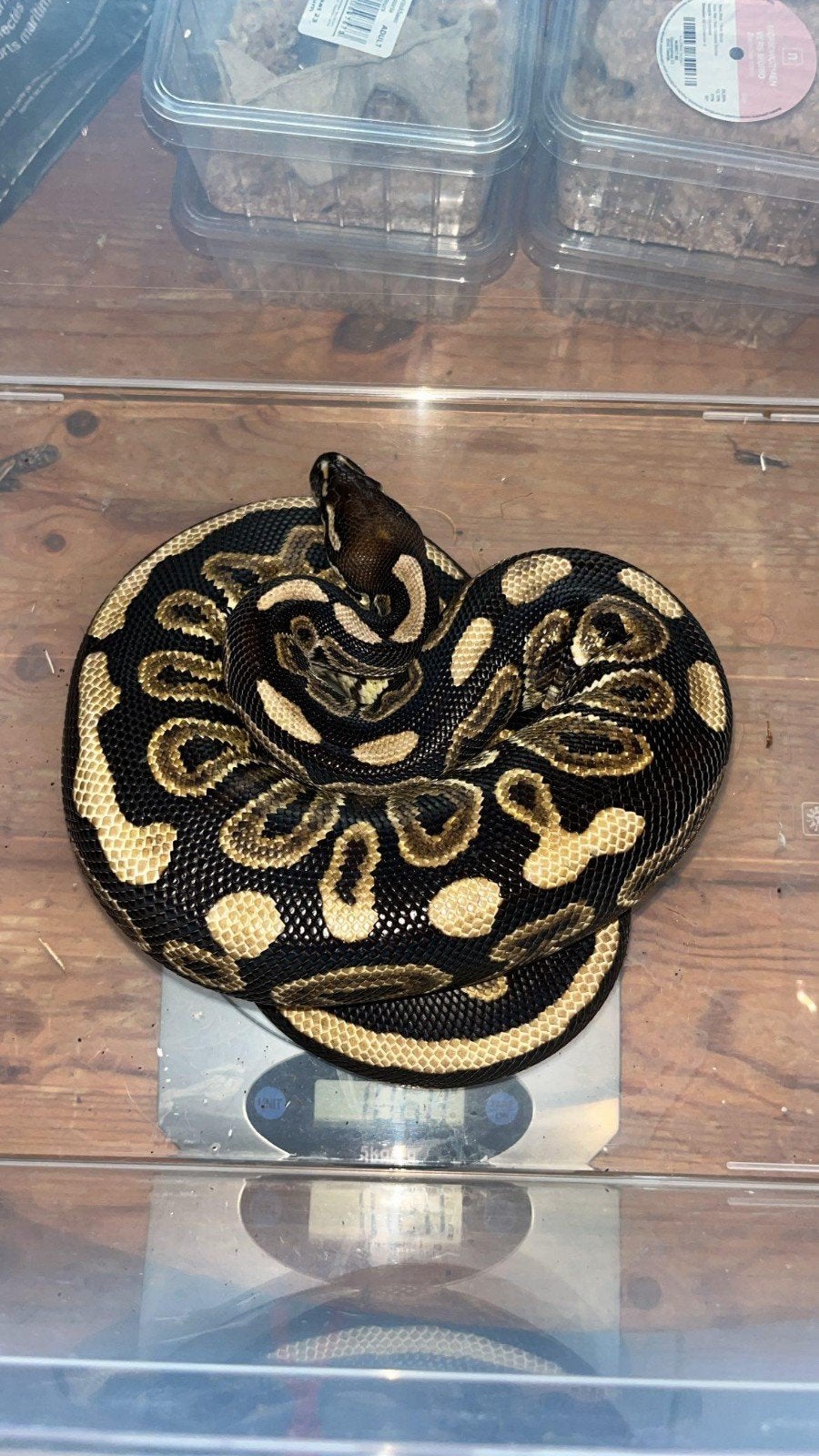 python regius mâle classique de 2023 Ball Python - unknown for sale from Paul