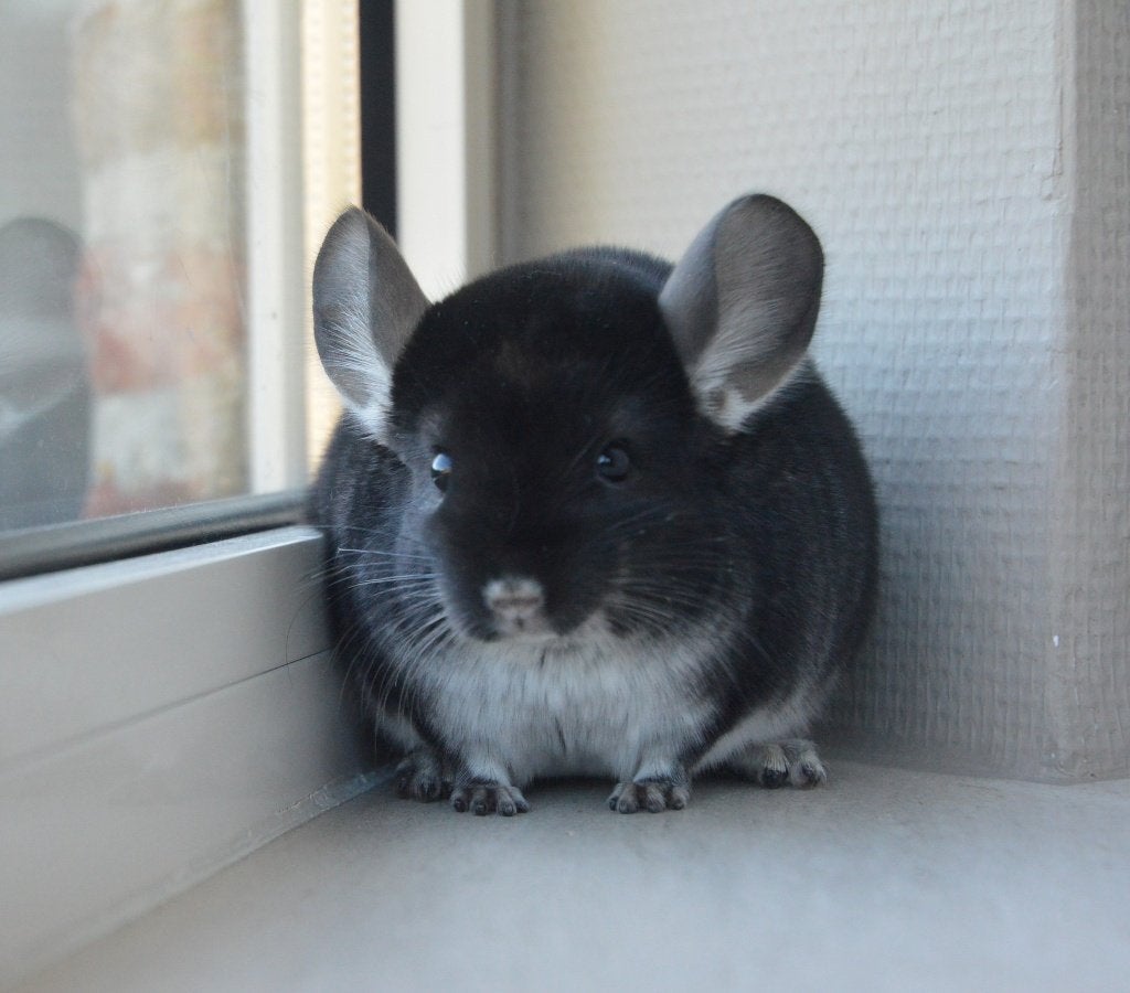 chinchilla jonge vrouwtjes, Chinchilla, Domestique, Juillet, Femelle