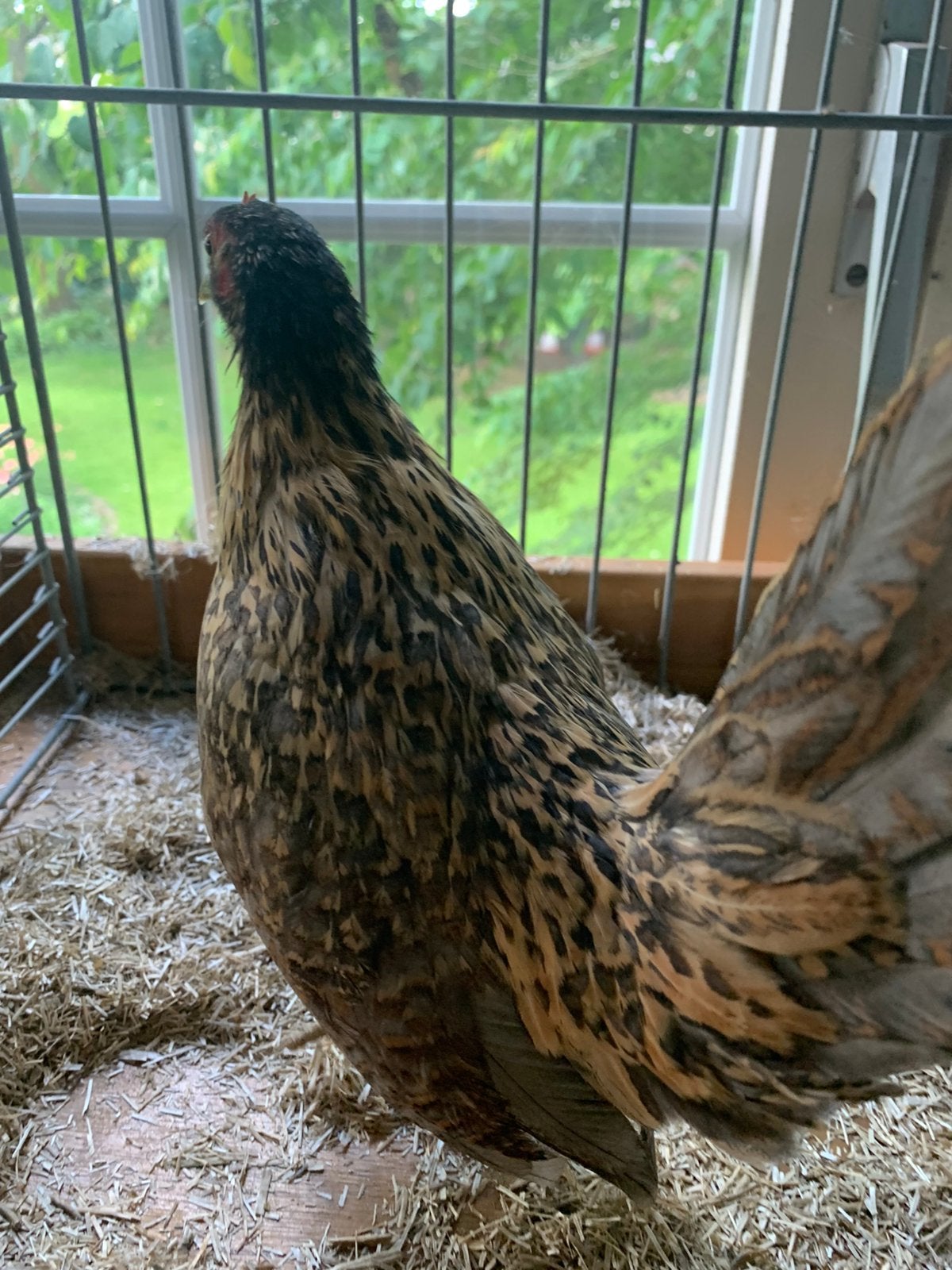 Je suis un serama de race pure âgé d'environ 16 semaines,, Poule ou poulet