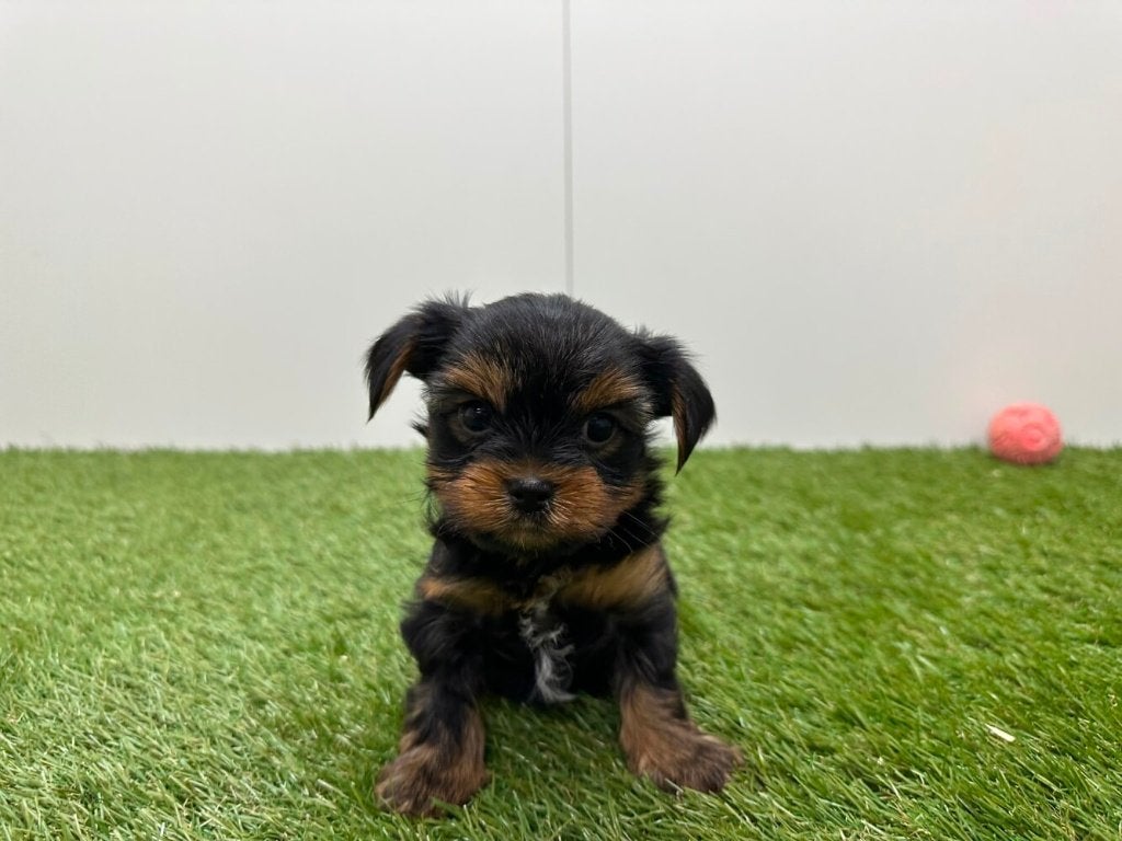 Portée de chiots Yorkshire Terrier, taille petite, Maladie de Carré (chiens), Yorkshire Terrier, Chien (mâle), Belgique