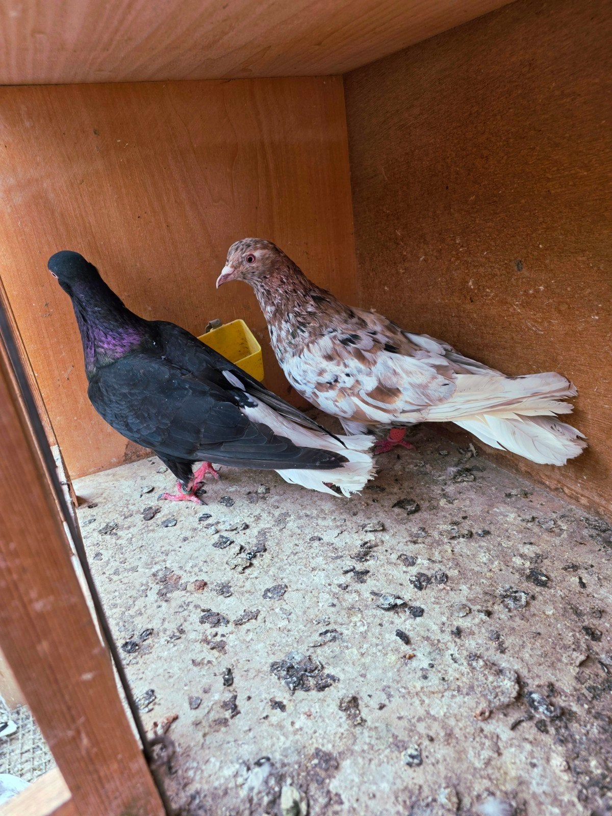 Iraanse witstaart (paw), Dieren en Toebehoren