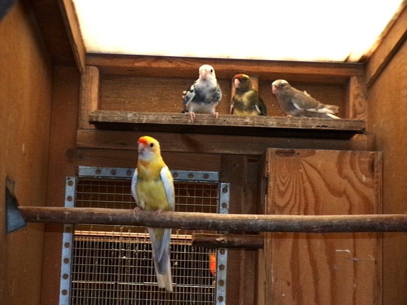 Bonte Penanten, Dieren en Toebehoren, Meerdere dieren, Parkiet, Geringd