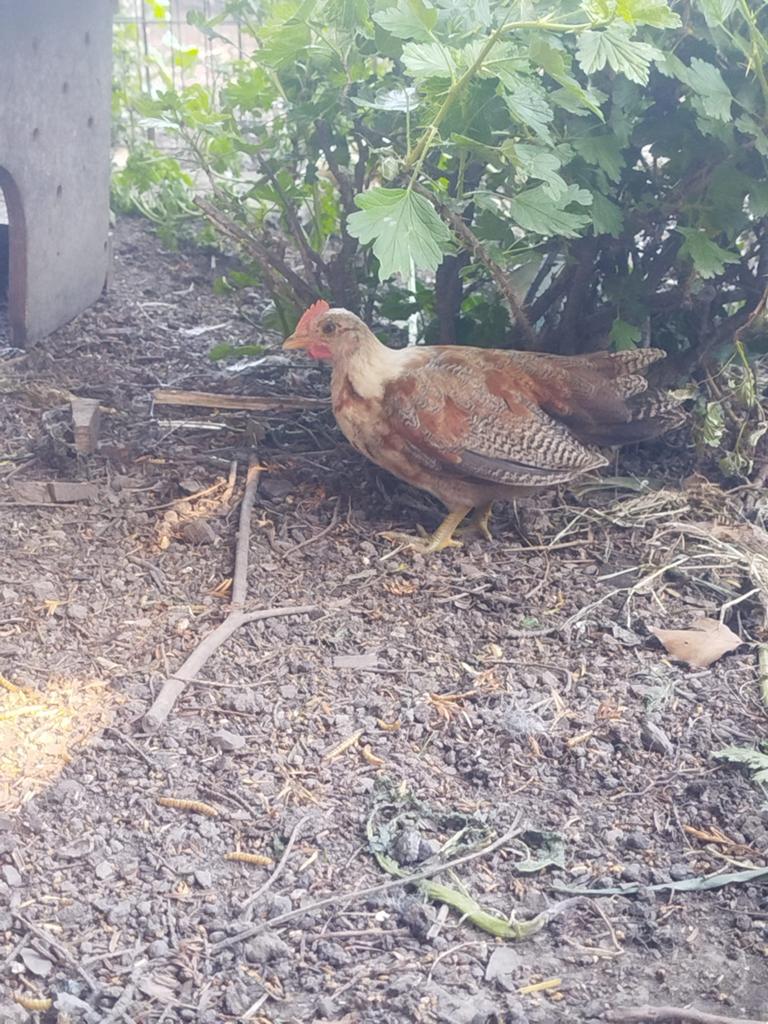 Serama haantjes, Dieren en Toebehoren, Pluimvee