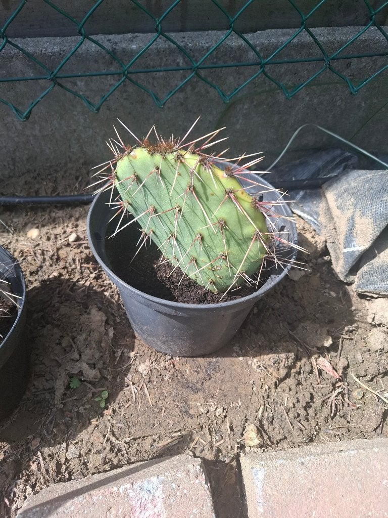 Cactus, Ophalen, Vaste plant