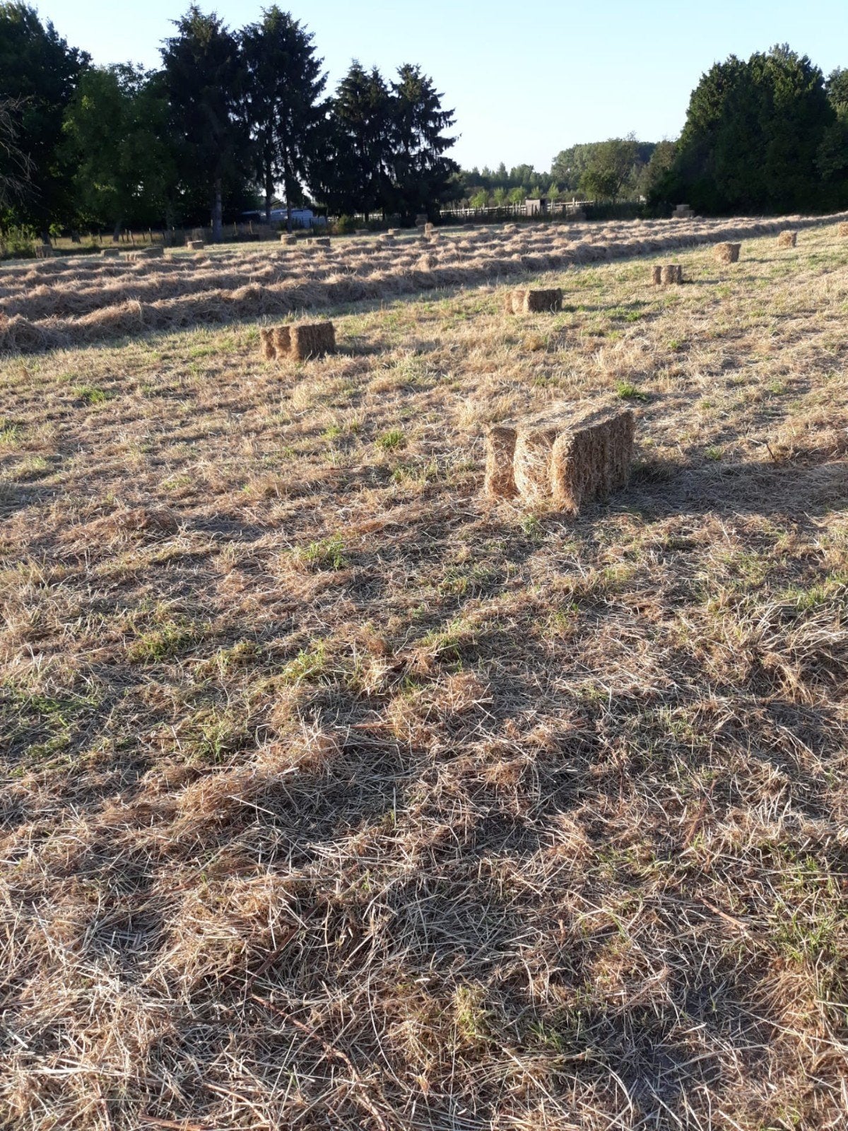 kleine balen hooi, Zakelijke goederen, Landbouw | Veevoer, Ophalen