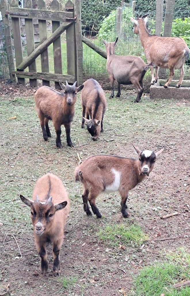 dwerggeitjes, Plusieurs animaux, Chèvre