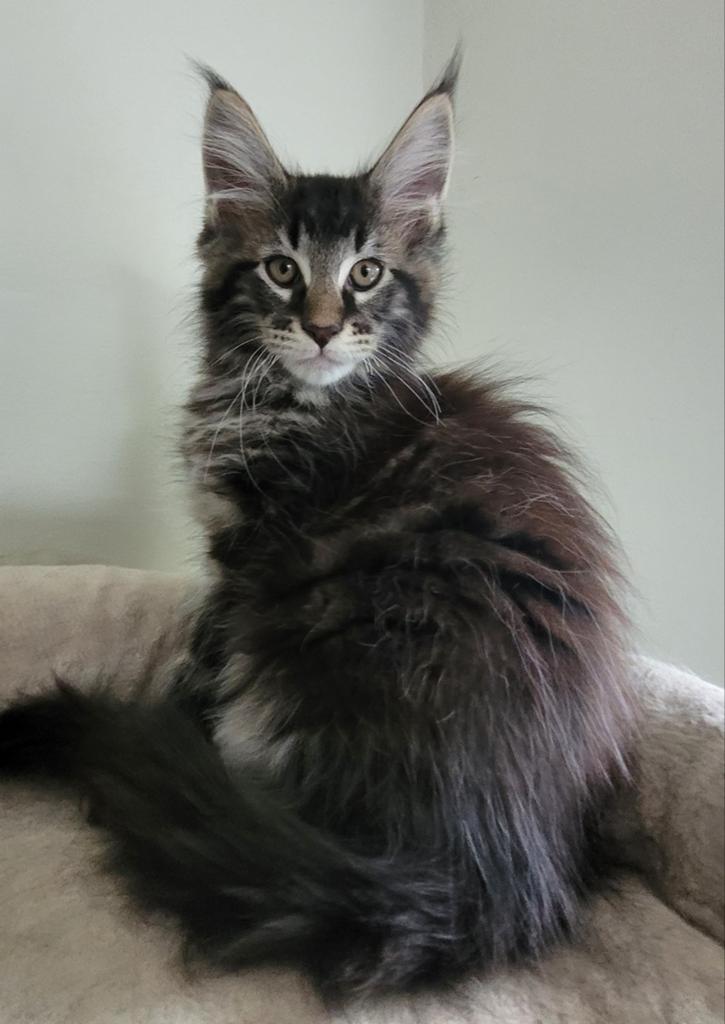 Maine Coon kittens, Dieren en Toebehoren, Meerdere dieren, Gechipt, 0 tot 2 jaar