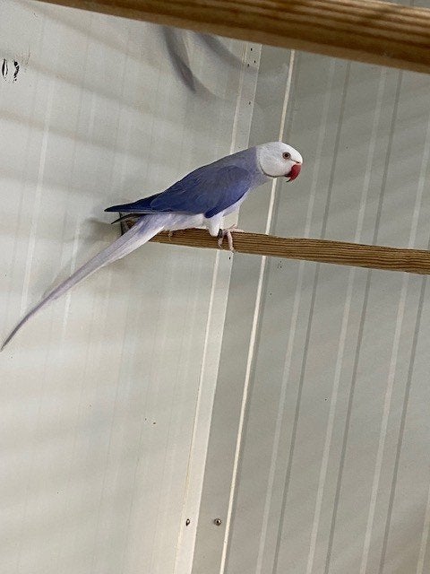prachtig koppel wkwst violet spilt opaline, Animaux & Accessoires, Oiseaux | Perruches & Perroquets, Plusieurs animaux, Perruche