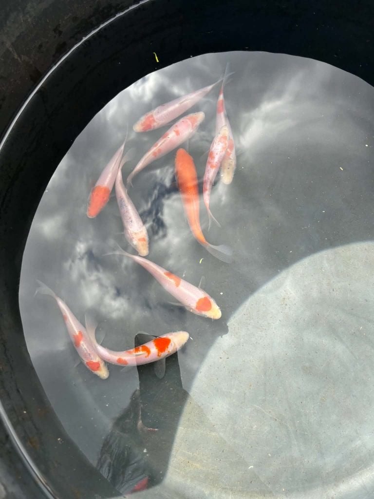10x Kohaku, Tancho & Tancho Kohaku – Eigen Kweek, Karper of Koi