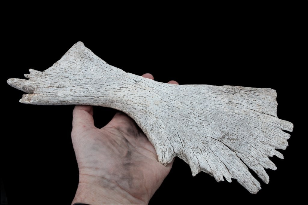 Tortue hypoplastron, Enlèvement ou Envoi, Fossile