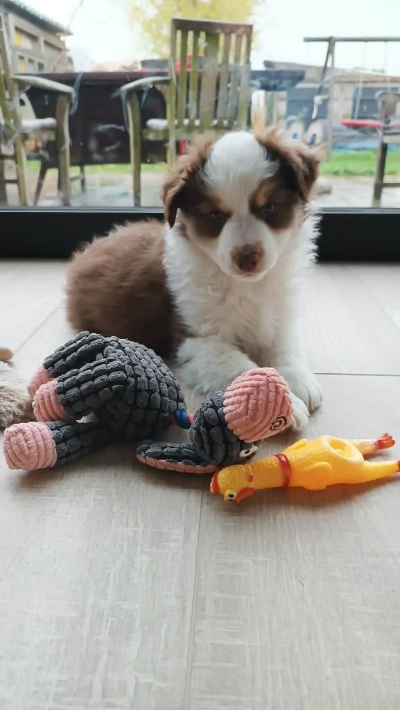 Mini American Shepherd - Mini aussie, Dieren en Toebehoren, Parvo, België, Particulier, Overige rassen
