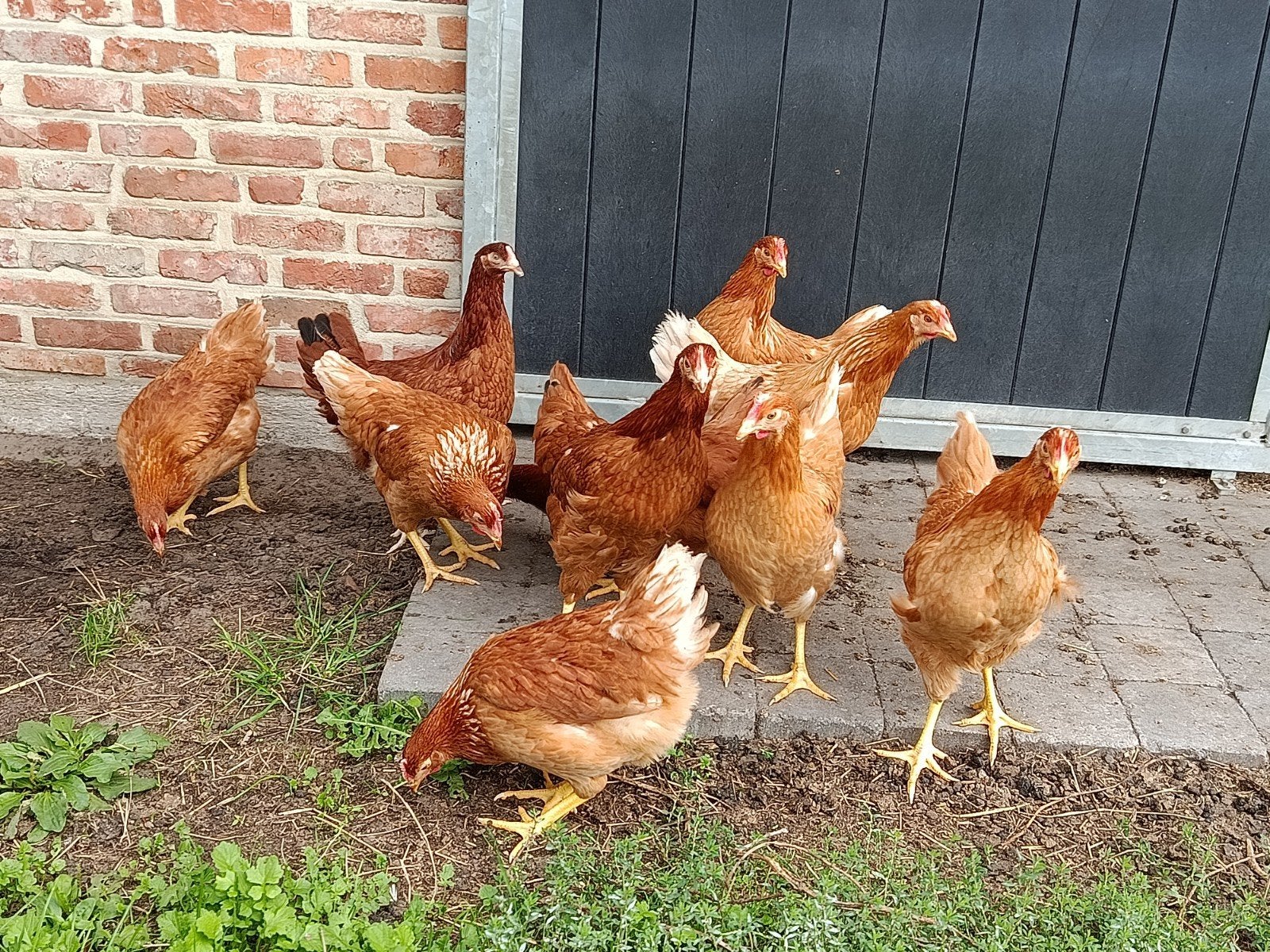 isa brown toplegkippen, Dieren en Toebehoren, Kip