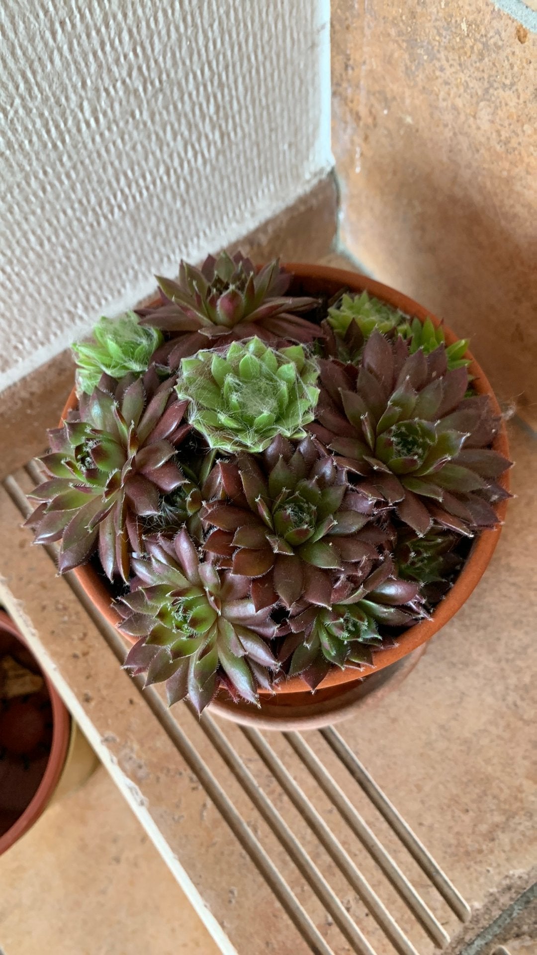 Huislook (Sempervivum), sterke, winterharde vetplant, Huis en Inrichting, Kamerplanten, Ophalen, Vetplant