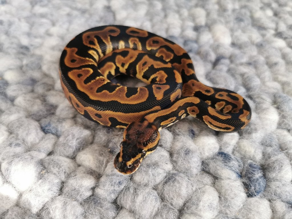 Koningspython; python regius; 1.0; Leopard het Clown