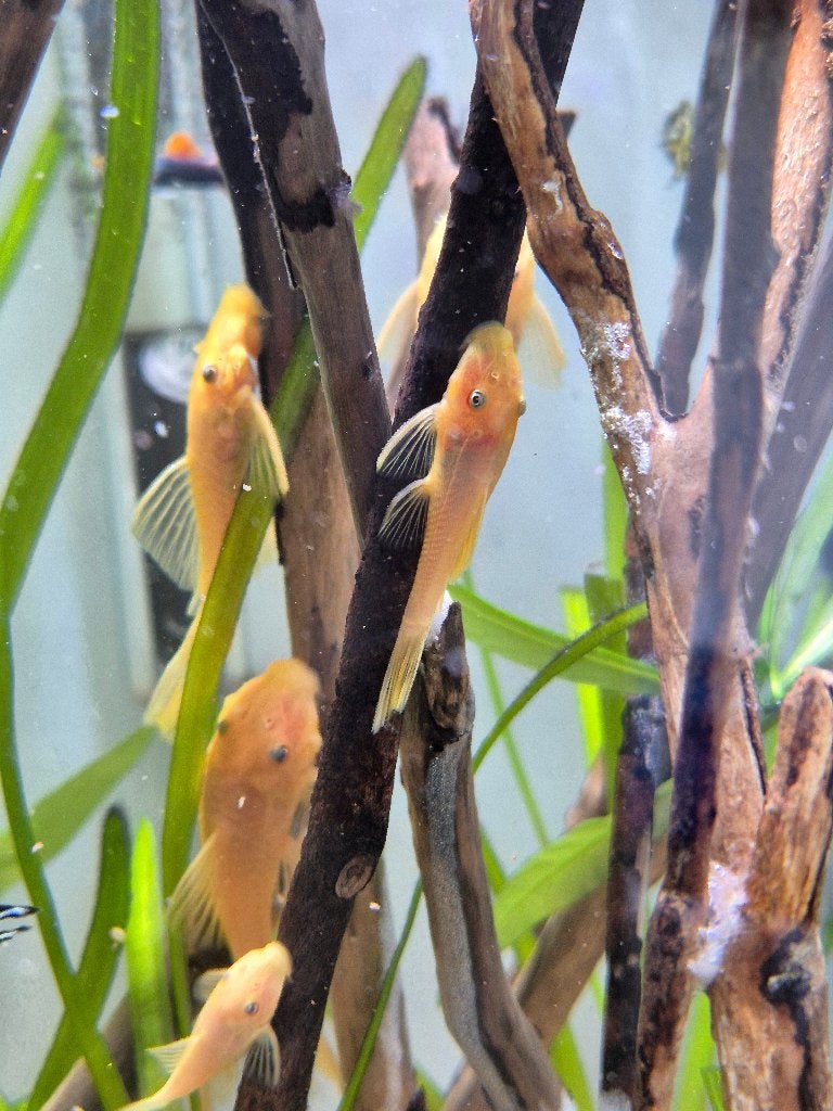 L144 Lemon Ancistrus algeneters te koop | 3-4 cm, Animaux & Accessoires, Poisson, Poisson d'eau douce