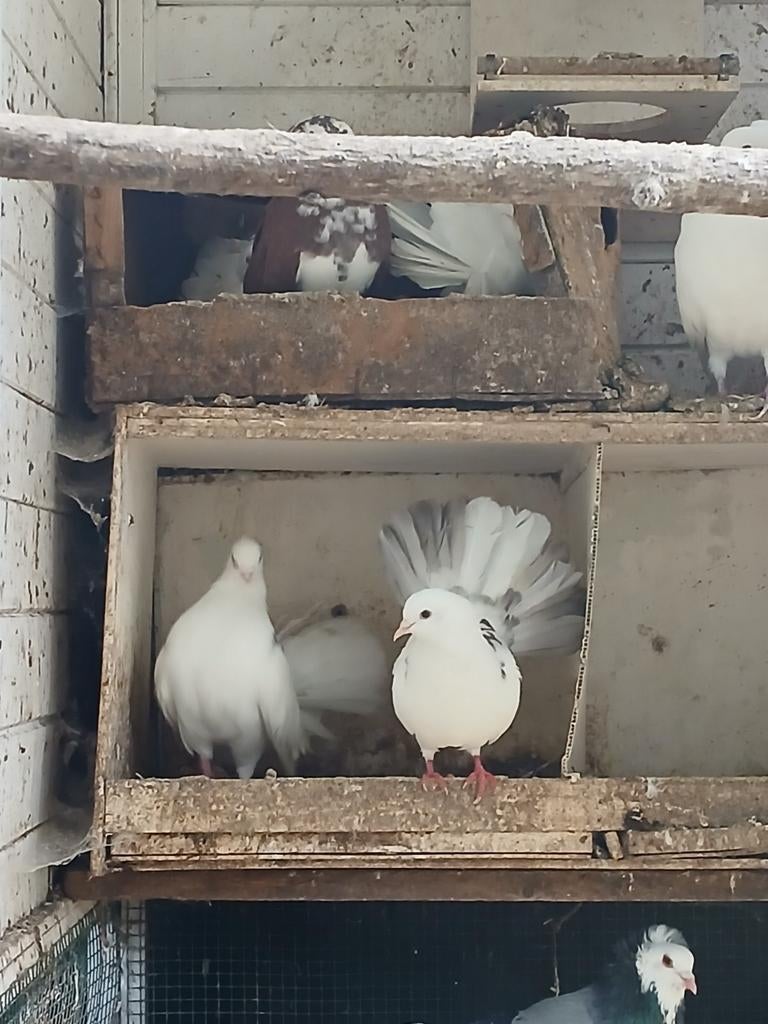 Koppel pauwstaarten  15 euro per koppel, Dieren en Toebehoren