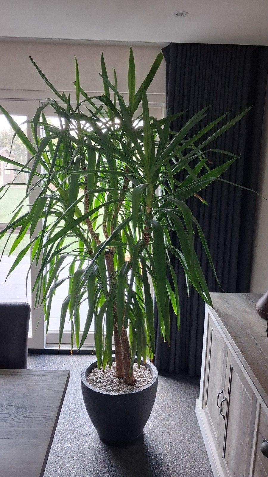 yucca plant 2m40 hoog., Ophalen