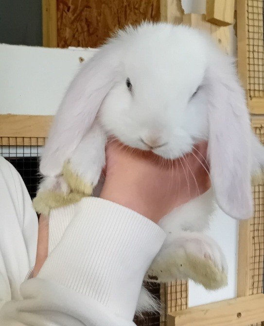 Franse hangoren, Dieren en Toebehoren, Konijnen, Meerdere dieren, Groot, Hangoor, 0 tot 2 jaar